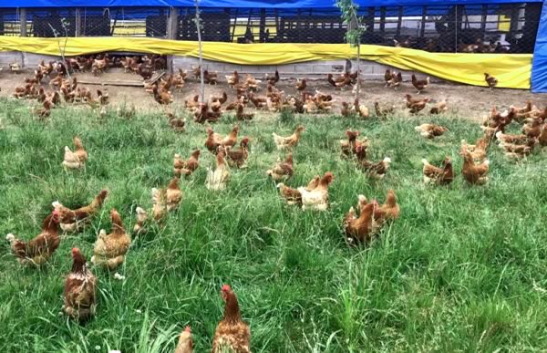 El valor de la certificación