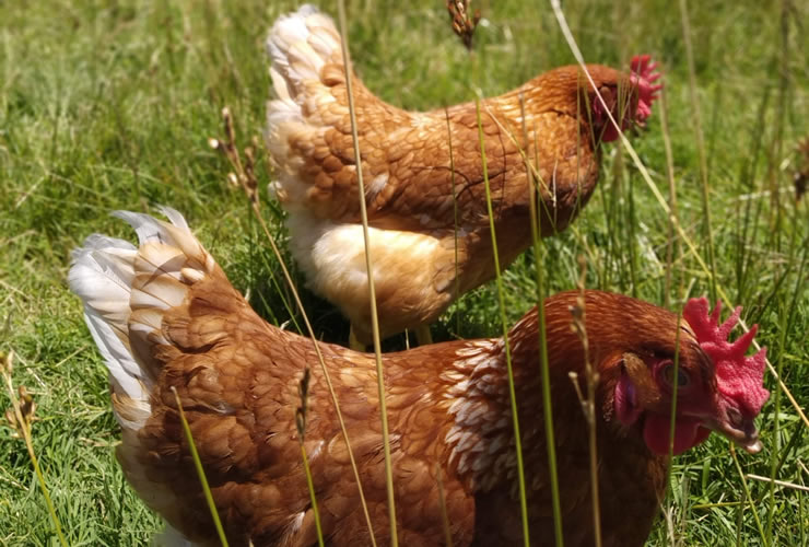 Bienestar de las gallinas